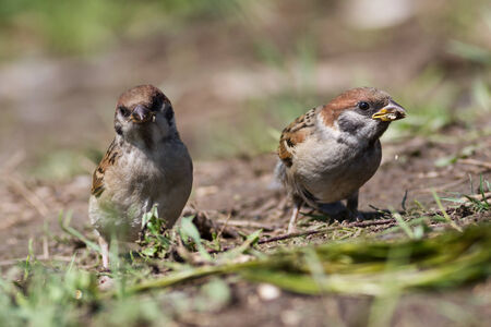 Two curious tree sparrow collect crumbsの写真素材