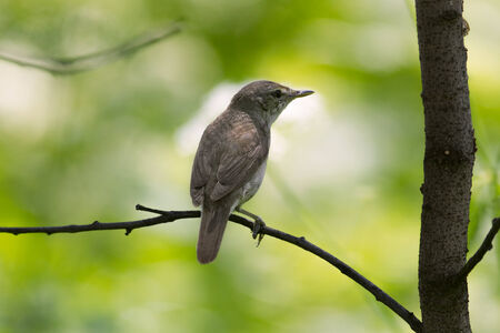 Reed warbler sitting on tree branchの写真素材