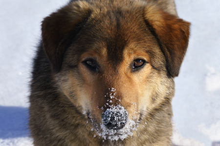 Portrait of a stray mongrel dogs close-upの写真素材