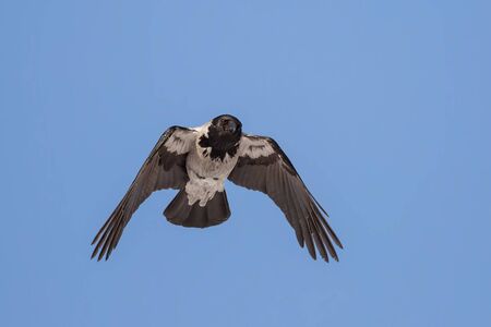 Grey Crow flying against the blue sky