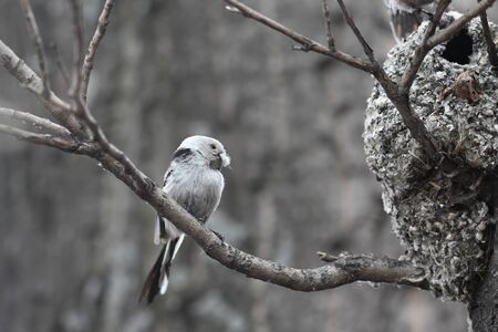 Long-tailed Tit builds a nest for breedingの写真素材