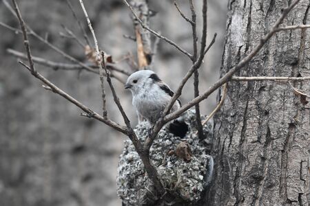Long-tailed Tit builds a nest for breedingの写真素材