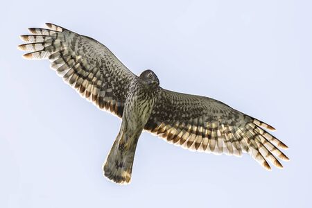 Northern Harrier (Circus cyaneus) female in flightの写真素材