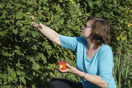 gardener woman collects berries ripe raspberryの写真素材
