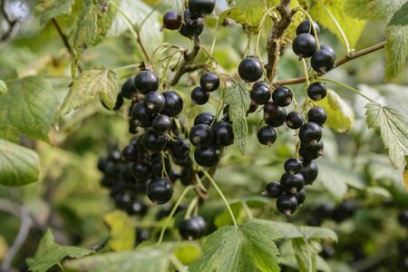 The ripened black currant on a branchの写真素材