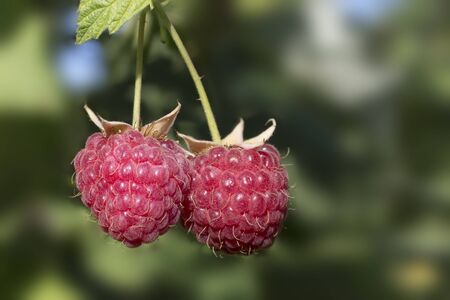 ripe red raspberries close-up on blurred backgroundの写真素材