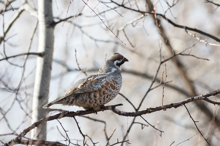 Male Hazel Grouse sitting on a tree among branchesの写真素材