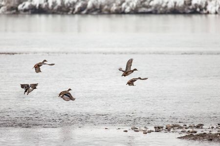 A flock of wild ducks in flightの写真素材