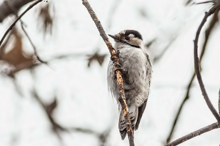 Female Lesser-spotted woodpecker sitting on a treeの写真素材