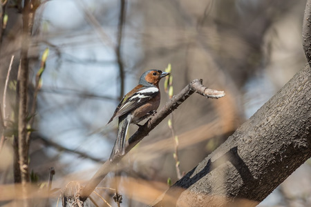 The chaffinch  sits on a tree branch