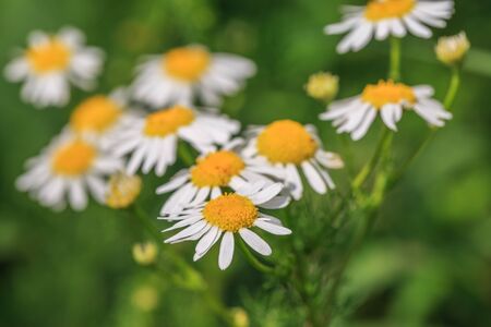 White chamomile on blurred background close-upの写真素材