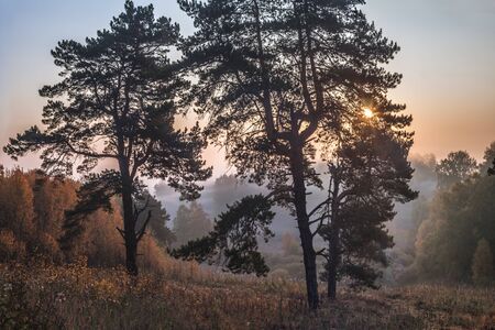 On a foggy morning, the sun rises over the pine treesの写真素材