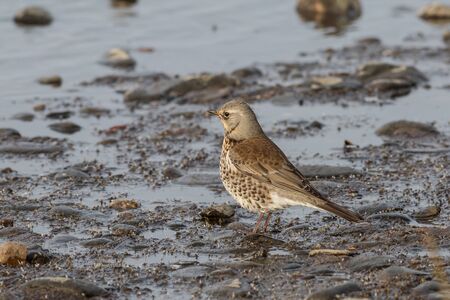 Fieldfare feeds on insects near unfrozen water sources in winterの写真素材