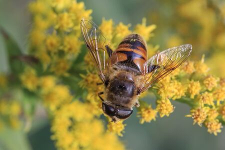 Insects on yellow mimosa flowers Eristalis tenax