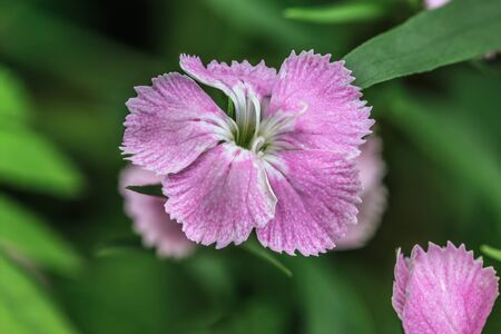beautiful lilac carnation flower Chinensis close upの写真素材