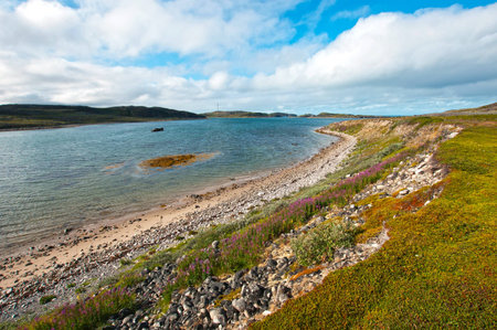 Beautiful summer arctic landscape with bay  Barents Seaの写真素材