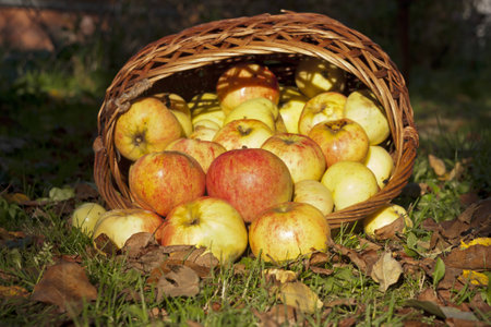 Apples, pour out of the wicker basketの写真素材