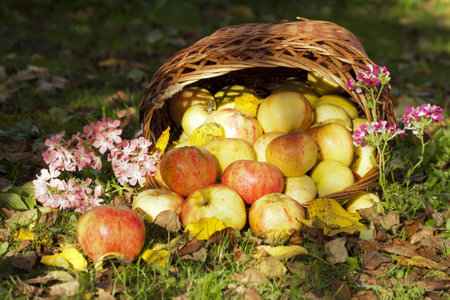 Autumn Still Life with apples and flowersの写真素材