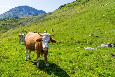 Motley brown and white cow in the Alps looking at the viewerの写真素材