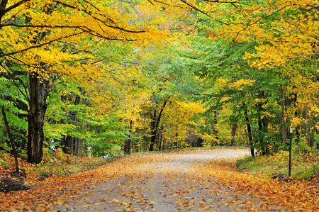 Autumn roadの写真素材