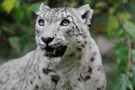 Snow leopardの写真素材