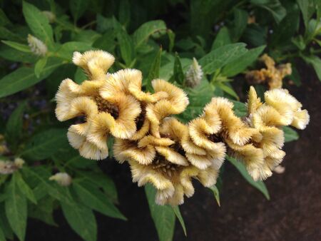 Yellow flower 