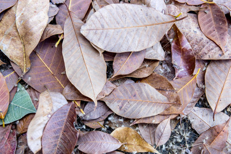 dry leaves