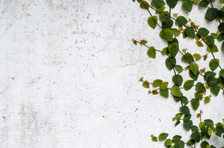 A climber plant on old concrete wallの写真素材