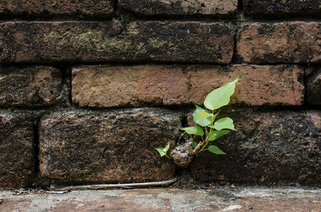 A little tree growth on the ancient brick wallの写真素材