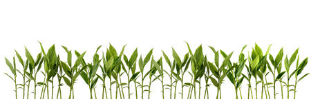 A lot of mini coconut tree used for fore groundの写真素材