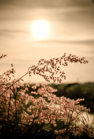 Vintage style wild florwers and grasses in sunsetの写真素材