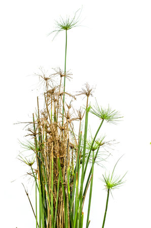 A papyrus are combined of both the dead and liveの写真素材