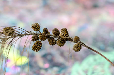 An image of pines fruit on colorfull back groundの写真素材