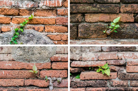 A little tree growth on the ancient brick wall