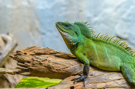 An image of green chameleon in zooの写真素材