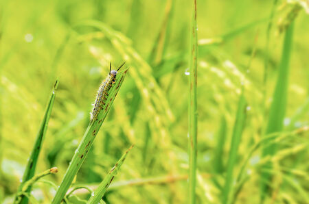 Close up image of caterpillar eating rice leaf on the rice fieldの写真素材