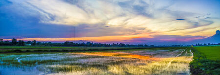 An image of beautiful sunset sky and rice fieldの写真素材