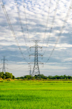 An image of high voltage electricity pylon located in rice field