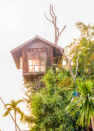 An image of a house which built on the treeの写真素材