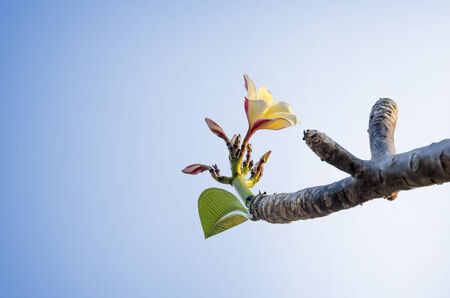 Close up image of the plumeria flowerの写真素材