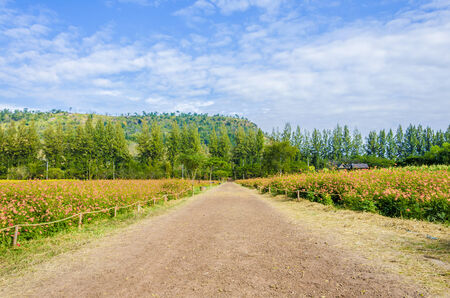 an image of road in orange color flower field which have mountain as background