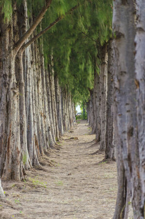 2 side pine trees lined which have walkway in the middle.の写真素材