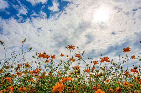 An image of orange flowerの写真素材