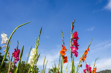 An image of colorful the Gladiolus flowerの写真素材