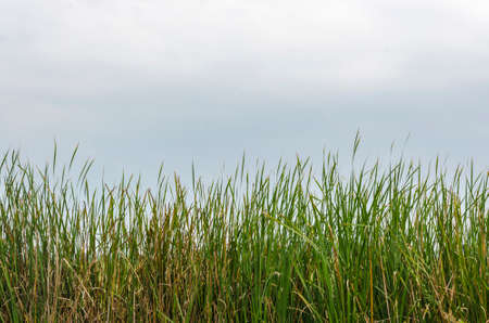 An image of green color wild grasses