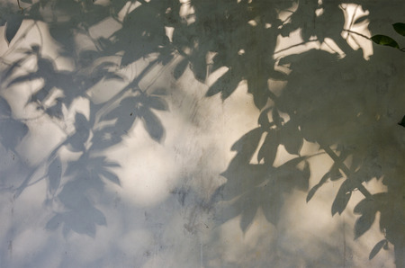 An image of shadow of leaf on cracked concrete wall