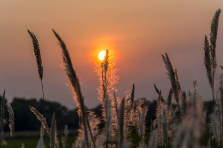 Closeup image of wild grasses which have sunset sky as backgroundの写真素材