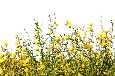 An isolated image of wild yellow color flower on white background