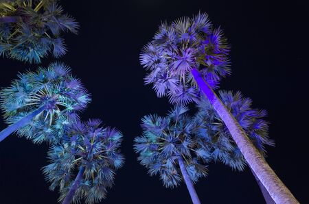 An iamge of sugar palm trees that shining with the light of LED lamps in the night.の写真素材