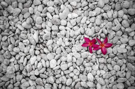 Selective red color. An image of  double red flowers in the rock,stone fieldの写真素材